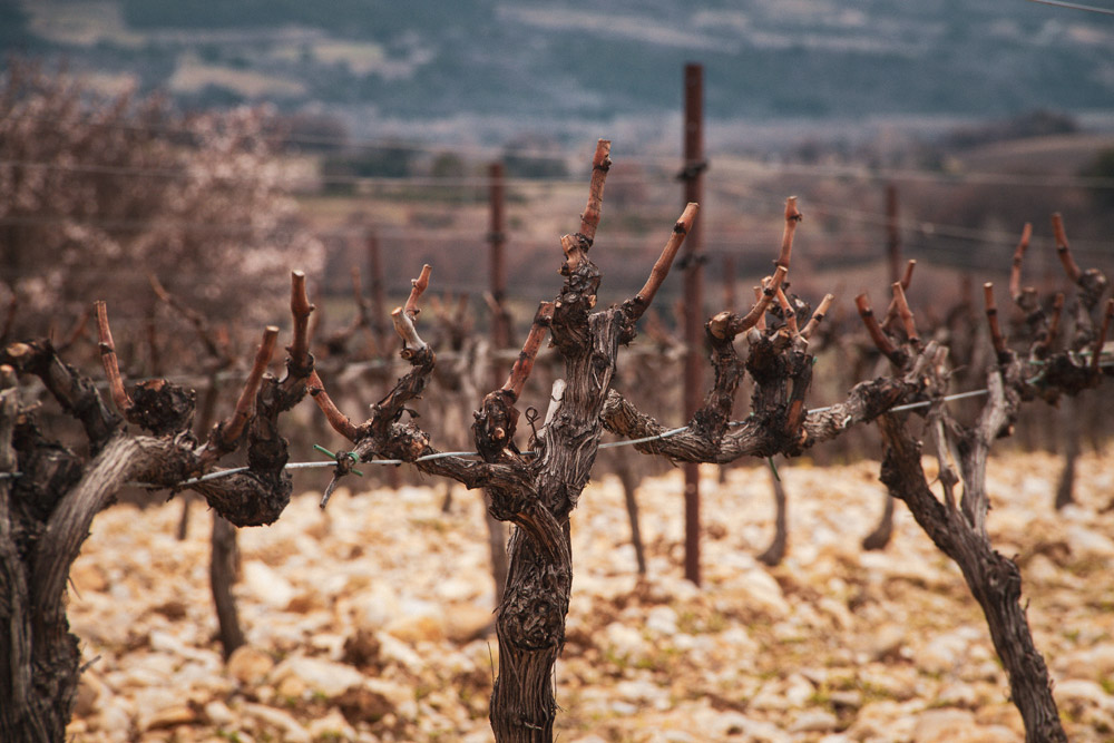 Un terroir frais